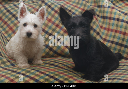 Un piccolo White West Highland Terrier,(Westie),cucciolo di cane e un piccolo nero Scotty, (Scottie, Scottish Terrier), cucciolo di cane . Foto Stock