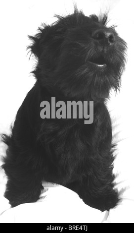 Piccolo nero Scottie ,(Scotty), cane ,( Scottish Terrier), cucciolo. Fergus. Urlando a telecamera in bianco e nero, vicino. Foto Stock