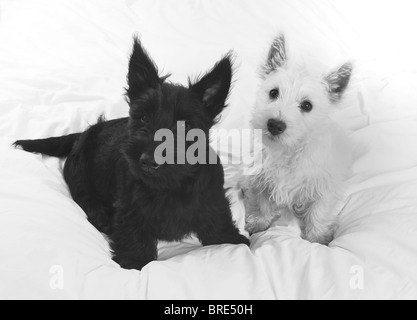 Un piccolo nero Scotty,( Scottish Terrier), cucciolo di cane e un piccolo White Westie ,(West Highland Terrier),cucciolo di cane su un foglio bianco Foto Stock