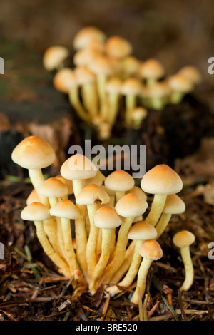 Ciuffo di zolfo fungo (Hypholoma fasciculare) Foto Stock