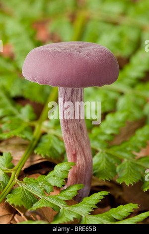 L'Ametista Deceiver fungo (laccaria amethystina) Foto Stock