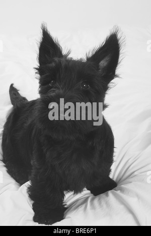 Piccolo nero Scotty,(Scottie, Scottish Terrier) ,cucciolo di cane, Fergus. Bianco e nero, vicino. Foto Stock