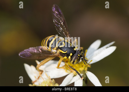 Un maschio Syrphid Fly (Spilomyia longicornis) posatoi su un fiore bianco. Foto Stock