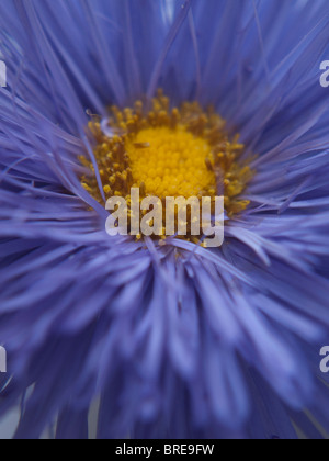 Chiudere l'immagine macro di un viola Erigeron fiore con centro di colore giallo. Foto Stock
