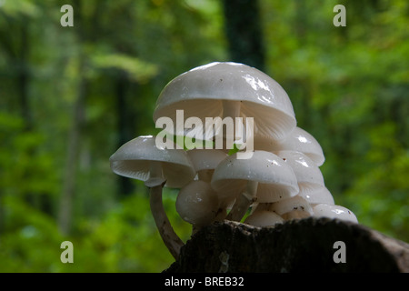 Fungo di porcellana (Oudemansiella mucida) Foto Stock