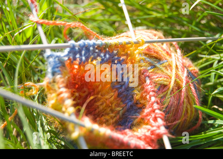 Clew tricolore con maglia e 5 aghi sulla verde erba brillante Foto Stock