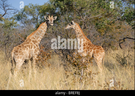 Giraffe (Giraffa camelopardalis) sull'altopiano del Waterberg National Park, Namibia, Africa Foto Stock