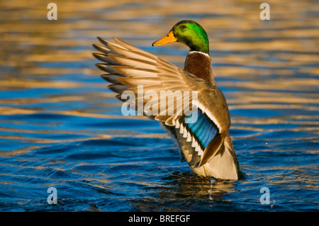 Il germano reale (Anas platyrhynchos), Drake sbattimenti le sue ali, Tiveden National Park, Svezia, Scandinavia, Europa Foto Stock