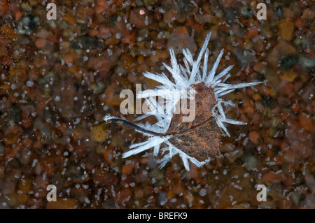 Betulla foglie coperta con cristalli di ghiaccio, su un lago ghiacciato, Tiveden National Park, Svezia, Scandinavia, Europa Foto Stock