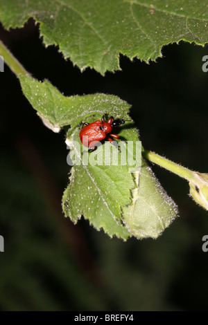 Hazel foglia-rullo (Apoderus coryli : Attelabidae) femmina sulla foglia-roll ha appena fatto, UK. Foto Stock