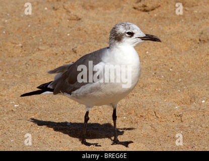 Seagull in piedi nella sabbia Foto Stock