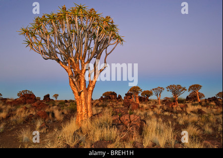 Faretra Tree (Aloe dichotoma) dopo il tramonto nella faretra foresta di alberi presso il Camp Garas, nei pressi di Keetmanshoop, Namibia, Africa Foto Stock