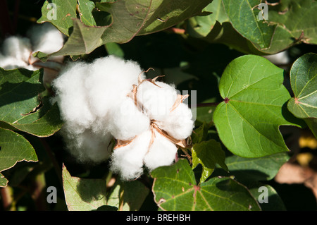 Il cotone bolls sviluppare sulla maturazione piante di cotone. Foto Stock