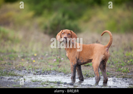 Vizsla ungherese cucciolo giocando in una pozza di fango Foto Stock