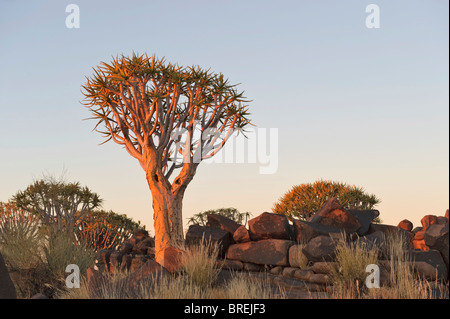 Faretra Tree (Aloe dichotoma) dopo il tramonto in Quiver Tree Forest presso il Camp Garas vicino a Keetmanshoop, Namibia, Africa Foto Stock