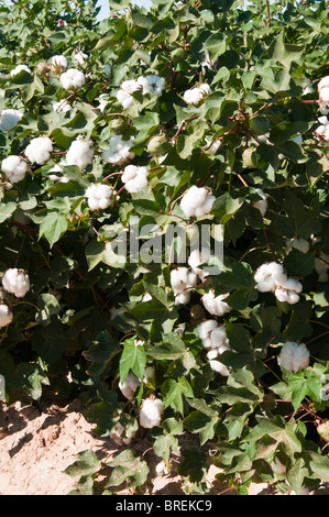 Il cotone bolls sviluppare sulla maturazione piante di cotone. Foto Stock