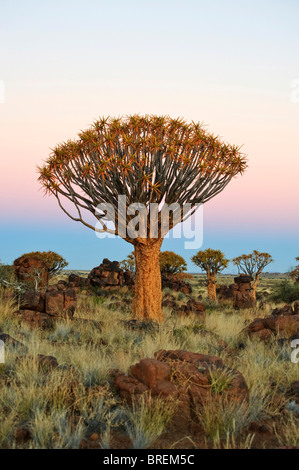Faretra Tree (Aloe dichotoma) dopo il tramonto in Quiver Tree Forest presso il Camp Garas vicino a Keetmanshoop, Namibia, Africa Foto Stock