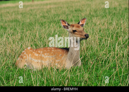 yearling Sika Foto Stock