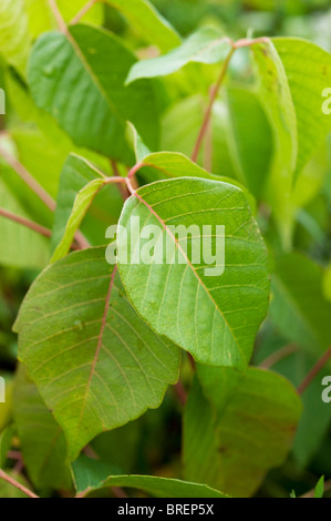 Foglie di poison ivy (Toxicodendron radicans) con rosa venata di foglie. Foto Stock