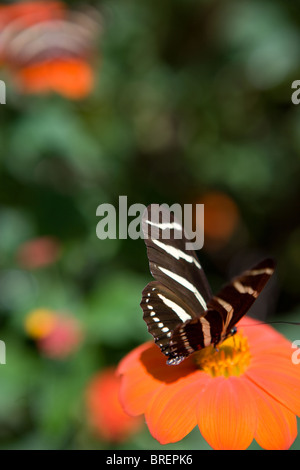 Zebra butterfly poggiante su una zinnia fiore, bere il nettare, Sudovest degli Stati Uniti Foto Stock