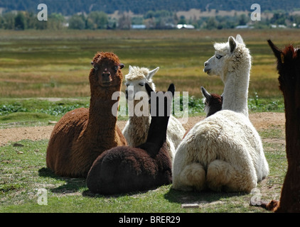 Alpaca a Vittoria Ranch, Mora, Nuovo Messico. Vittoria Ranch è il più grande ranch alpaca nel sud-ovest di noi Foto Stock