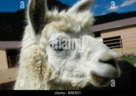 Alpaca a Vittoria Ranch, Mora, Nuovo Messico. Vittoria Ranch è il più grande ranch alpaca nel sud-ovest di noi Foto Stock