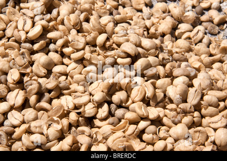 Sole Asciugando i chicchi di caffè prima di torrefazione di caffè Britt a San Rafael de Heredia, Costa Rica. Foto Stock