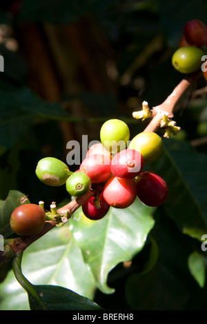 Bacche di caffè crescere su un coffea arabica plantation a San Rafael de Heredia, Costa Rica. Foto Stock