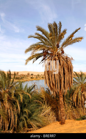 Palm tree al Lago Gebraoun, Ubari laghi nel deserto del Sahara, Libia Foto Stock