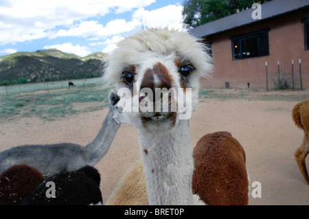 Alpaca a Vittoria Ranch, Mora, Nuovo Messico. Vittoria Ranch è il più grande ranch alpaca nel sud-ovest di noi Foto Stock