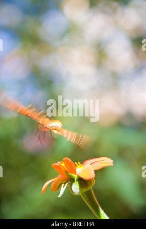 Farfalla in volo su una zinnia fiore, arancio, petalo, ala movimento motion blur anta mobile span sbarco sforzo energetico sfocata Foto Stock