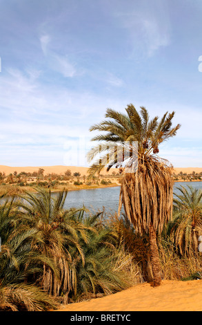 Palm tree al Lago Gebraoun, Ubari laghi nel deserto del Sahara, Libia Foto Stock