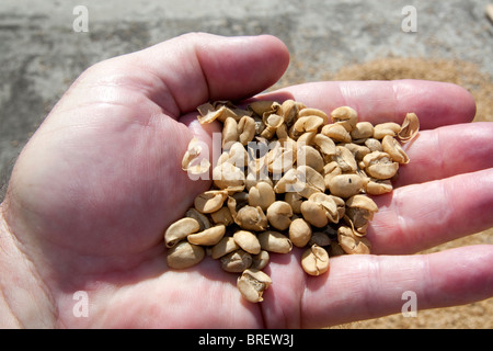 Sole Asciugando i chicchi di caffè prima di torrefazione di caffè Britt a San Rafael de Heredia, Costa Rica. Foto Stock