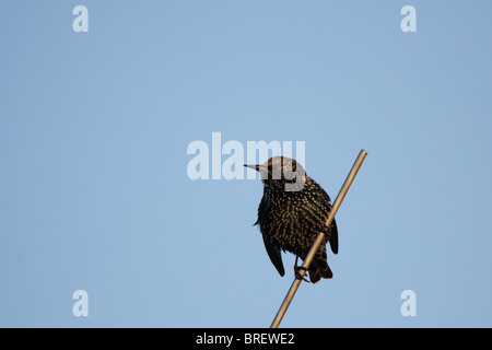 Un comune Starling (Sturnus vulgaris) seduto su un'antenna. Foto Stock