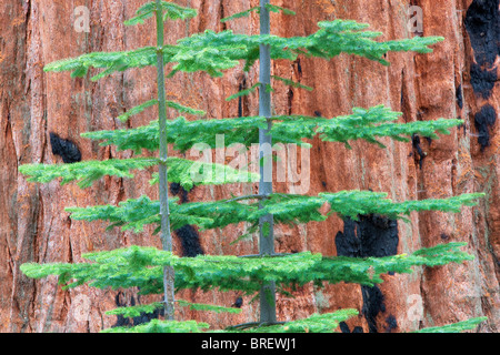 Piccolo abete cresce accanto a sequoia gigante (Sequoiadendron giganteum) Sequoia National Park, California Foto Stock