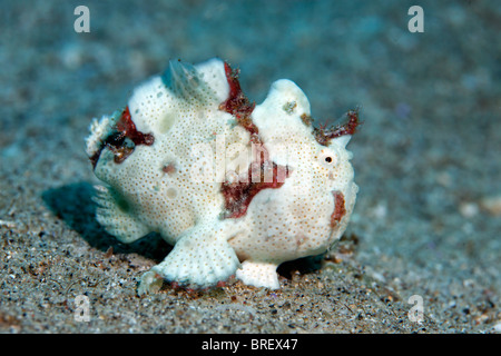 Il novellame di rana pescatrice verniciata (Antennarius pictus) sulla sabbiosa oceanici, Gangga Island Isole di Bangka, Nord Sulawesi Foto Stock