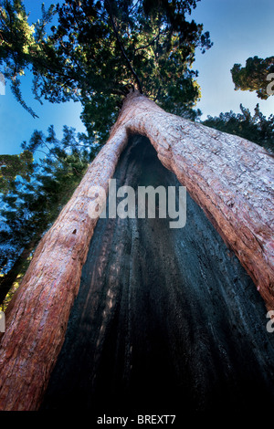 Bruciata Sequoia gigante albero in concessione a Grove. Kings Canyon National Park, California Foto Stock