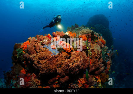 Multicolore di barriera corallina con una varietà di coralli, spugne, subacqueo, Gangga Island Isole di Bangka, Nord Sulawesi Foto Stock