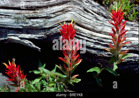 Comune pennello rosso (Castilleja miniata) blooming contro carbonizzati tronco di albero dopo l incendio di foresta, BC, British Columbia, Canada Foto Stock