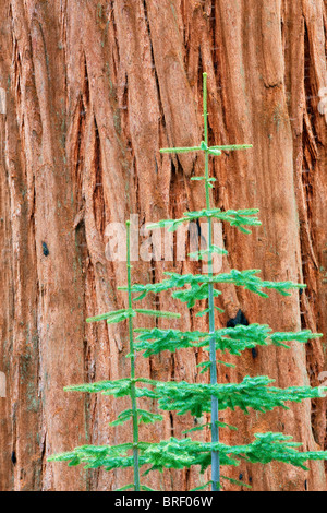 Piccolo abete cresce accanto a sequoia gigante (Sequoiadendron giganteum) Sequoia National Park, California Foto Stock