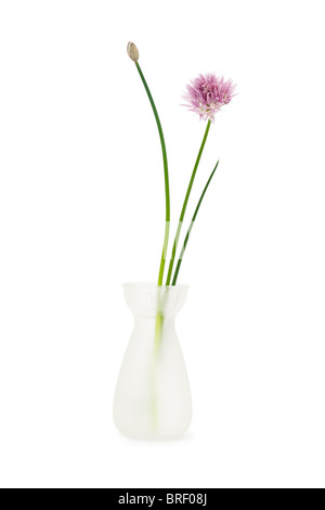 Erba cipollina in un vaso bianco isolato su uno sfondo bianco con tracciato di ritaglio Foto Stock