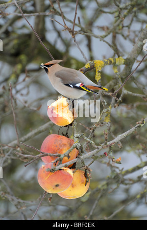 Bohemian Waxwing (Bombycilla garrulus) alimentazione sulle mele Foto Stock