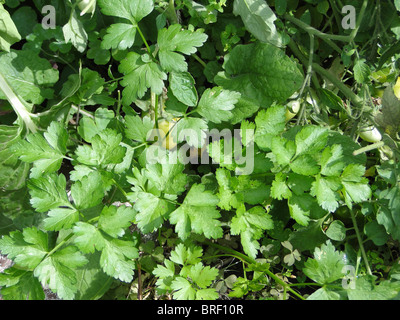 Piatto italiano prezzemolo fresco dal giardino e pronto a mangiare Foto Stock