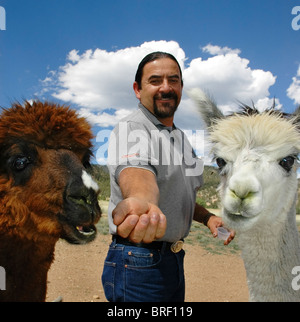 Alpaca a Vittoria Ranch, Mora, Nuovo Messico. Vittoria Ranch è il più grande ranch alpaca nel sud-ovest di noi Foto Stock