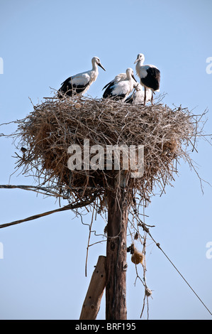 Cicogne bianche ,Ciconia ciconia, nesting in cima ad un palo elettrico sulle rive di Mikri Prespa lake, Macedonia, Grecia settentrionale. Foto Stock