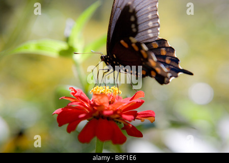 Farfalla a coda di rondine in appoggio su una zinnia fiore, mangiare Foto Stock