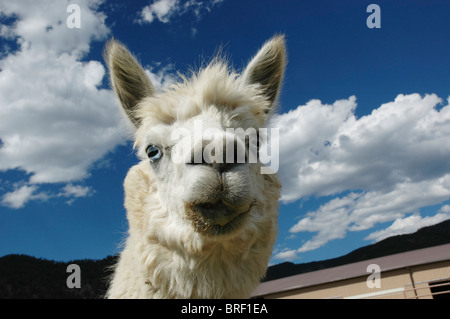 Alpaca a Vittoria Ranch, Mora, Nuovo Messico. Vittoria Ranch è il più grande ranch alpaca nel sud-ovest di noi Foto Stock