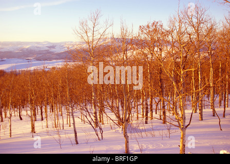 Tramonto in inverno, aspens nella neve con le ombre e la Cordillera, Colorado Foto Stock