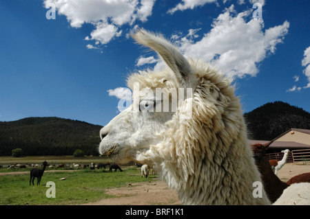 Alpaca a Vittoria Ranch, Mora, Nuovo Messico. Vittoria Ranch è il più grande ranch alpaca nel sud-ovest di noi Foto Stock