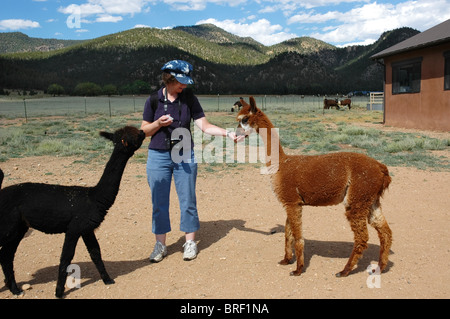 Alpaca a Vittoria Ranch, Mora, Nuovo Messico. Vittoria Ranch è il più grande ranch alpaca nel sud-ovest di noi Foto Stock